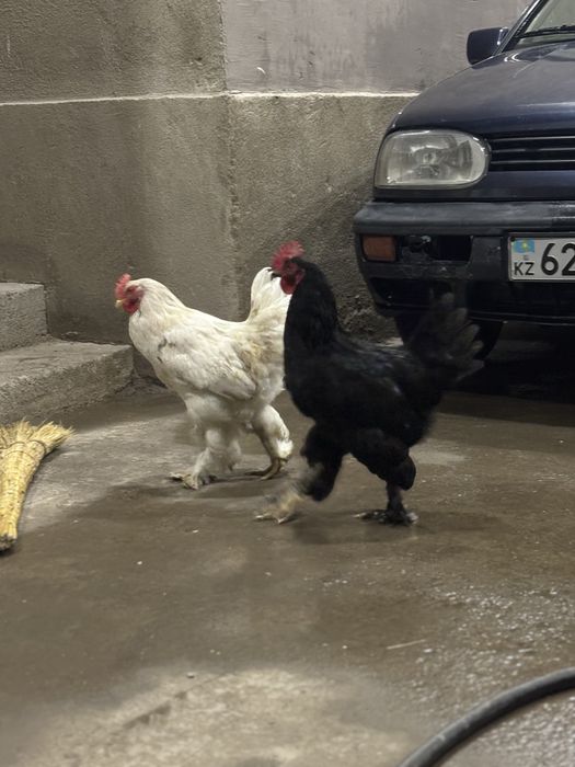 Простой короз штук 4 мыннан