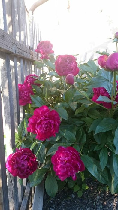 Продам саженцы пиона