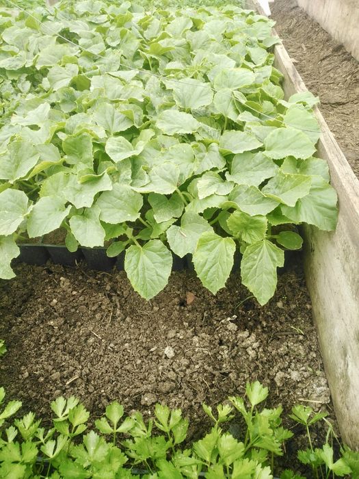 Vând răsaduri de roșii, ardei, varză, castraveți, vinete, pepene