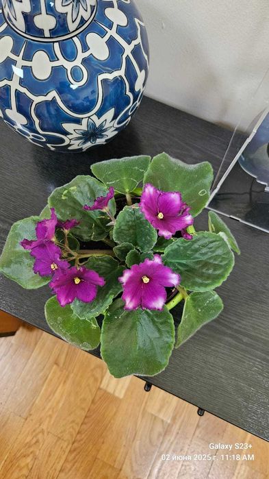 В продаже цветущие ФИАЛКИ