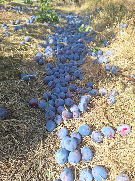 Prune de vanzare