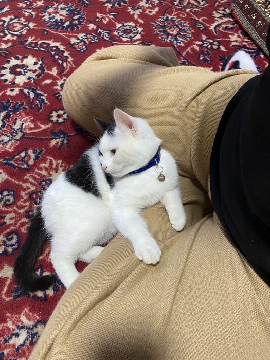 Mushuk juda odobli va aqili tekinga beraman