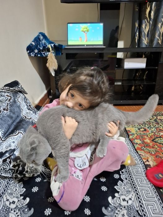 Juftlashish uchun Scottish fold