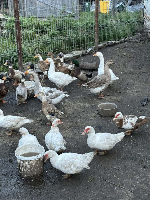 Rate si gaste de vanzare