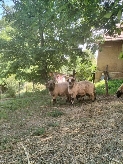 Vând 2 berbeci bucălai și unul oachrș, miori, preț neg.