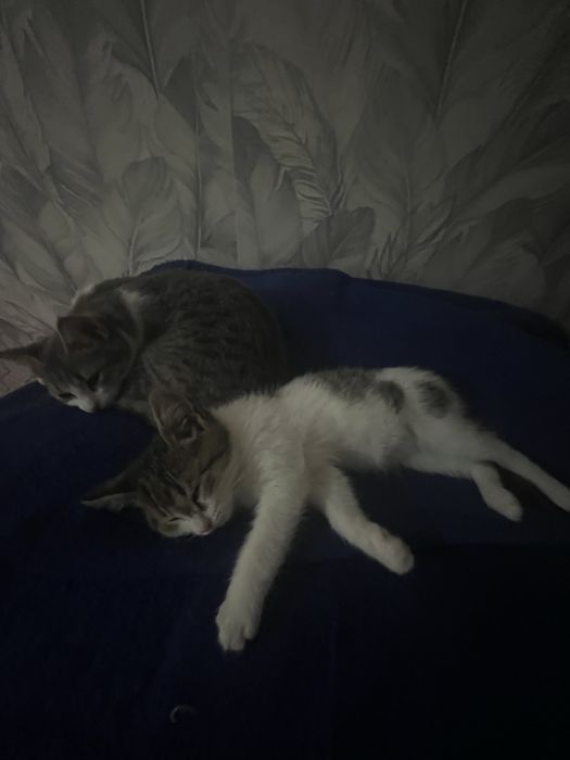 Котенок бесплатно