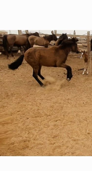 Тайбайталдар сатылад