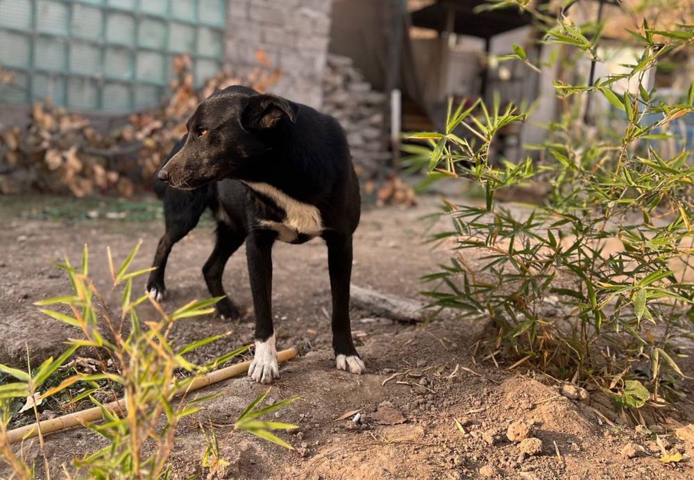 Ищу передержку/ платную передержку/ безопасный двор для пса Черныша