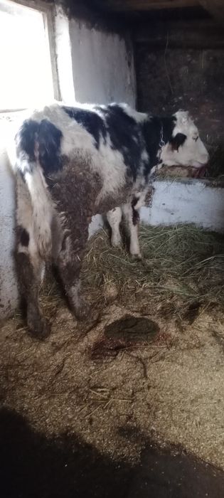 De vânzare o vițea belgiană