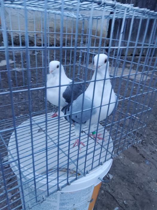 Porumbei pescăruș o pereche