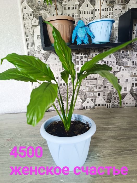Недорого цветы продам
