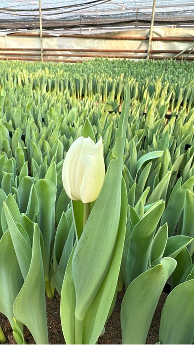 Тюльпаны свежие с теплицы