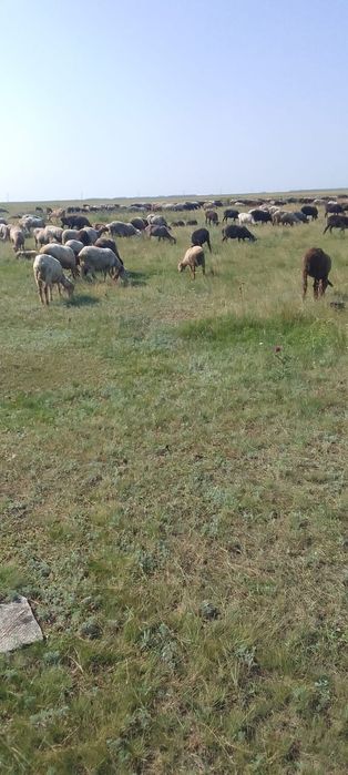 Продам баранов и коз