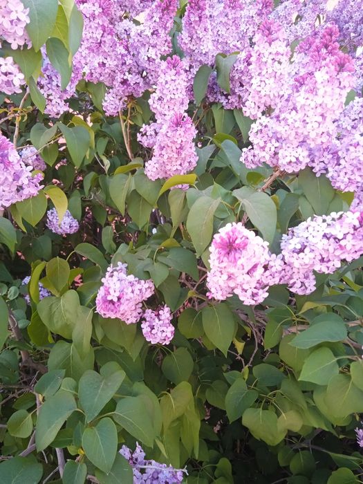 Сирень цветы свежие