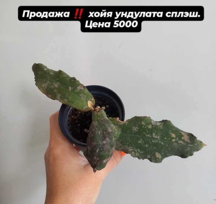 Комнатные растения хойи