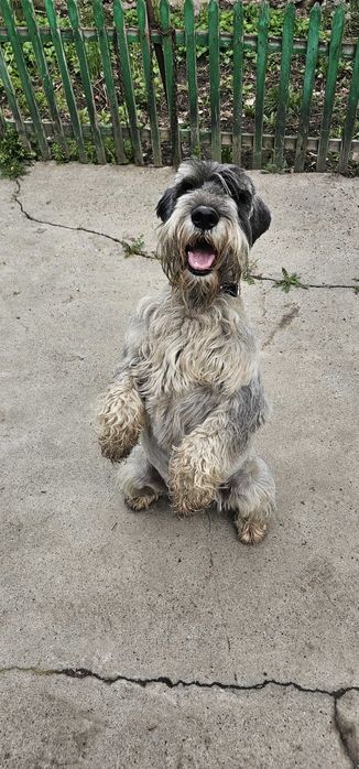 Миттельшнауцер ищет невесту для случки