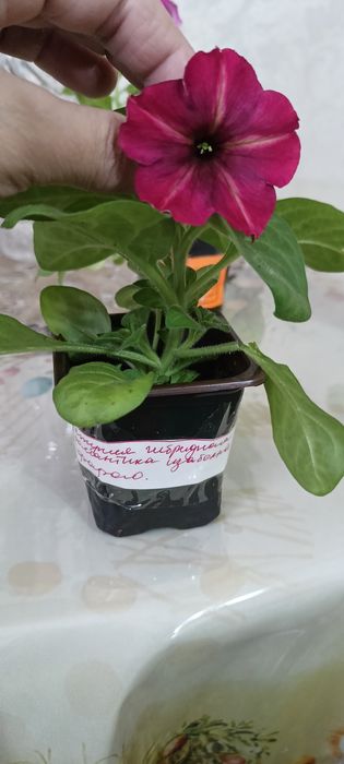 Продам петунии ампельные