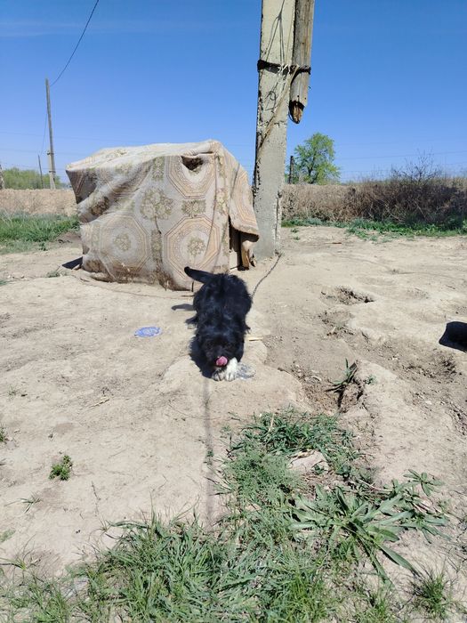 Кандек сатылады охотанын