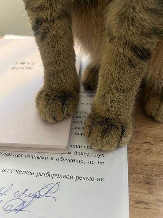 Отдадим кота в хорошие руки