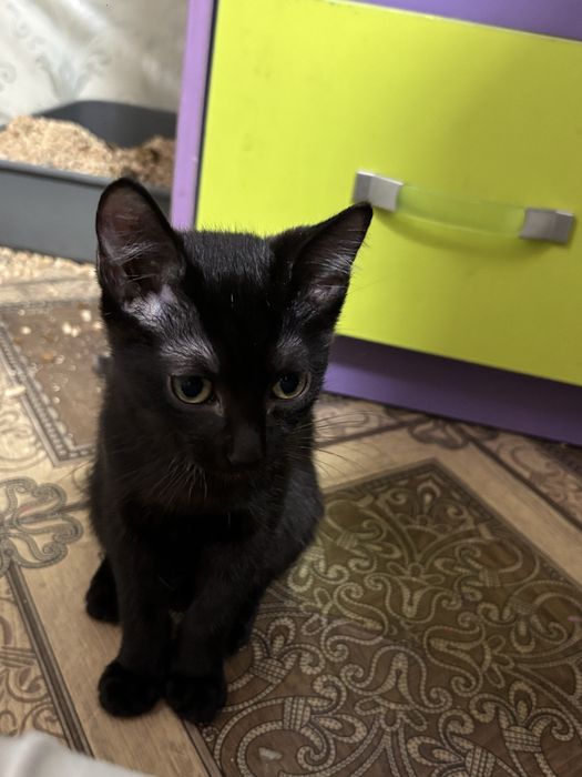 Отдаем кошку  в добрые руки