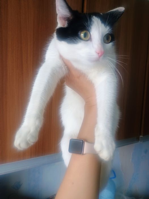 Отдам в добрые руки котика