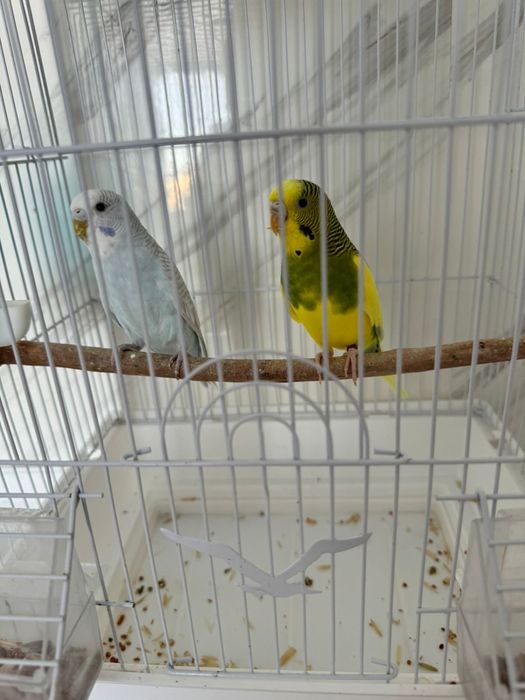 Попугай , клетка  корм