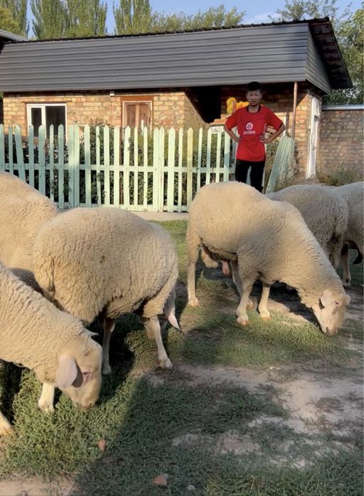 Мериноландшаф, Ильдефранс (меринос)