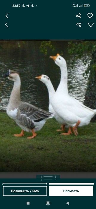 Г'оз ёг'и, G'oz yog'i (Tabiiy)