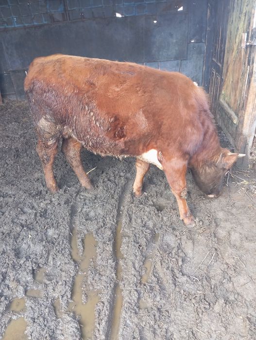 Продам бычка возраст 1,1 год