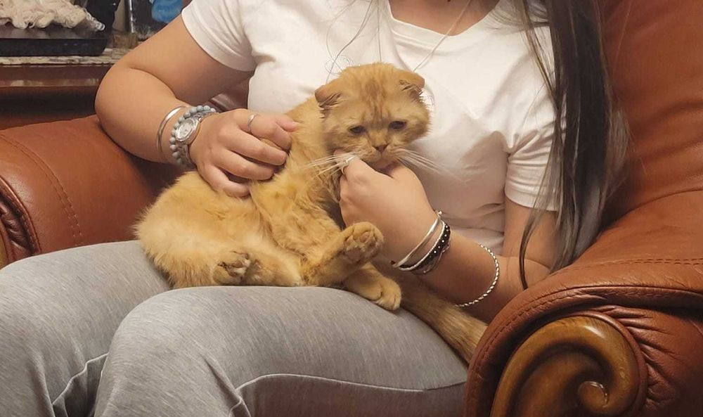 Adoptie RESPONSABILA motanel metis SCOTTISH