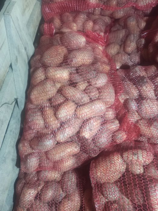 Cartofi pentru animale ( din consum cu defecte), cantitate mare