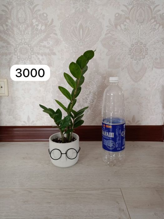 Цветы домашние продам