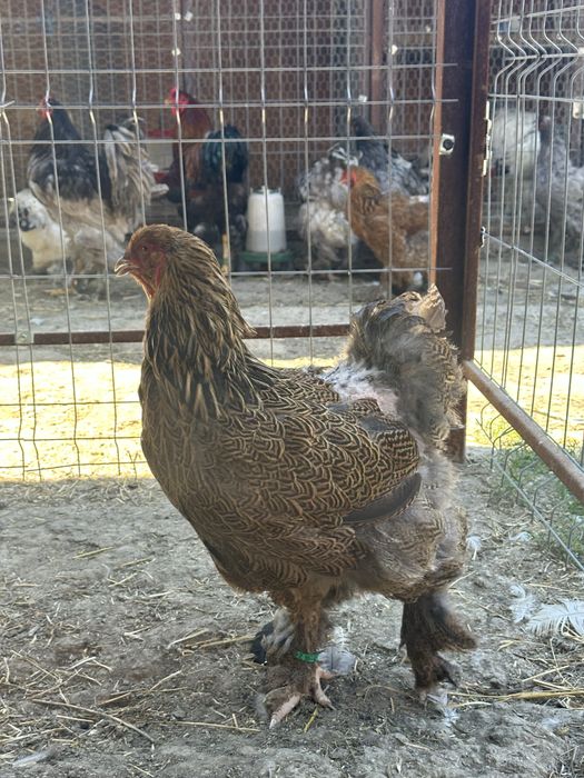Disponibile gaini brahma potarnichiu
