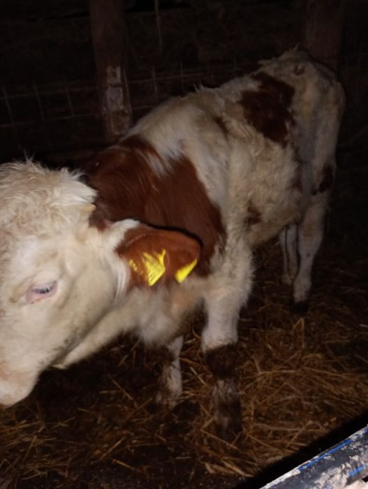 de vînzare tăuraș de 6 luni jumate