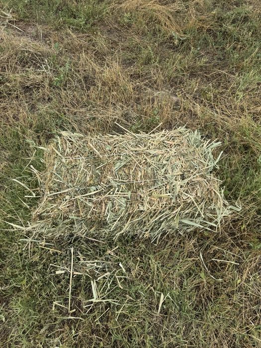 Шөп сатылады( Продается сено)