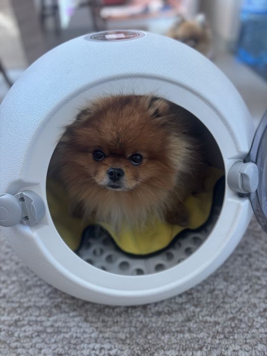 Смарт сушелня за домашни любимци