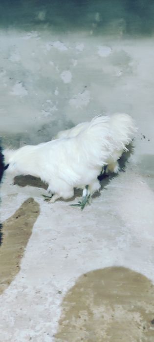 Cocosi de Matasevand sau  schimb