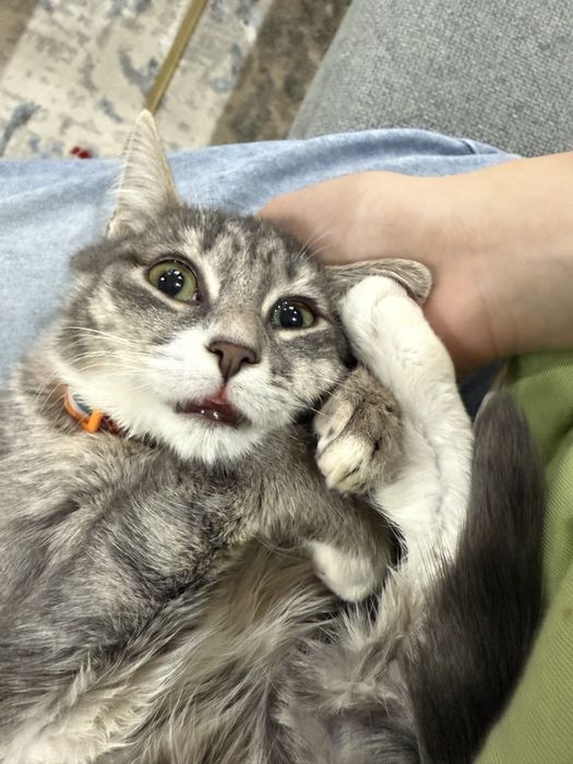 Скоттиш страйт  кошка