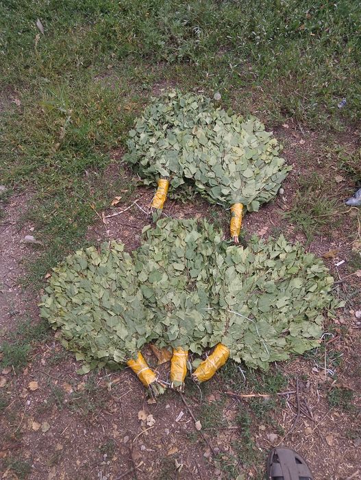 Веники березовые