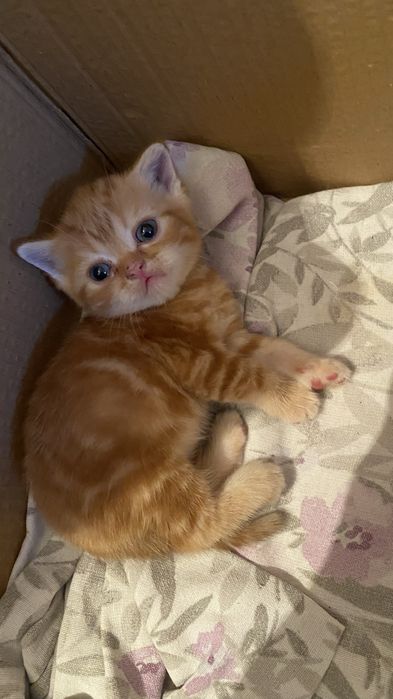 Шотладские котята