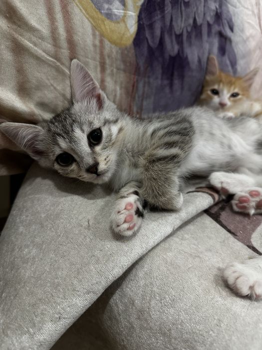 Отдам котят в добрые руки