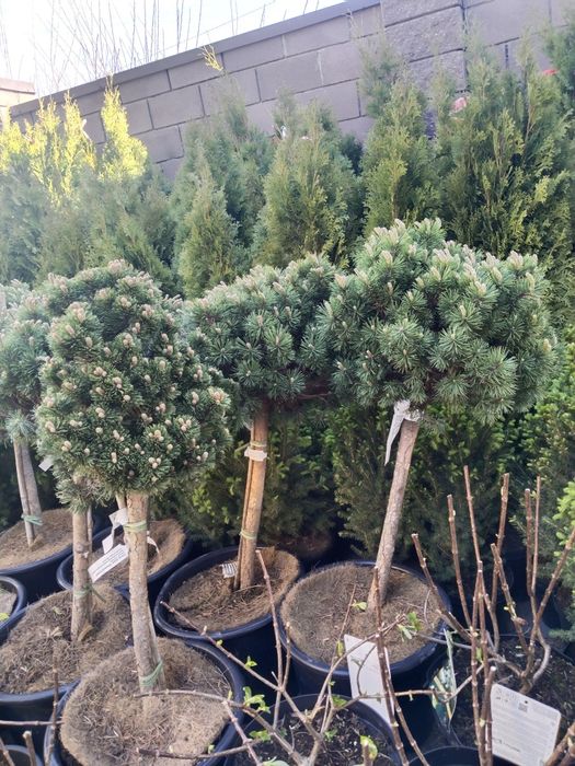 Саженцы большой ассортимент