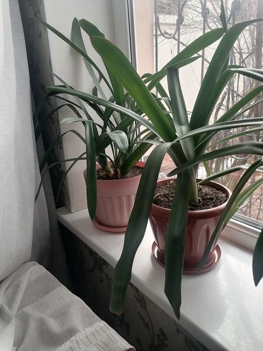Кливия пурпурная с бутонами