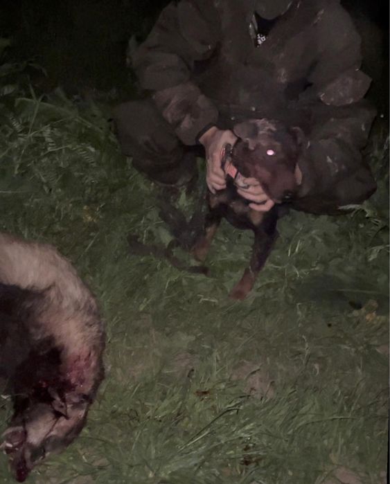 Якьтерерь сатылады еркек 3 жасар 100%рабочи ит ақша керек болп тұр ошм