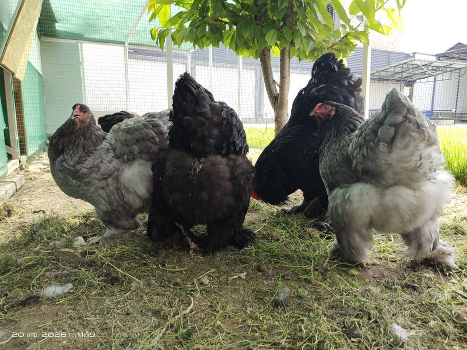 Яйца Брама тухум для инкубации