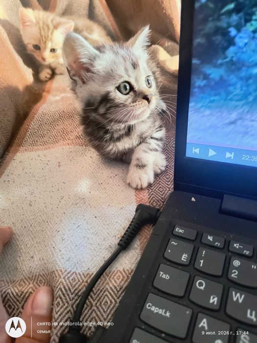 Продам шотландских котят