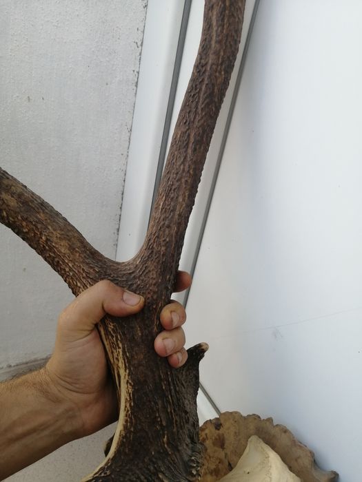 Рога, трофей от елен