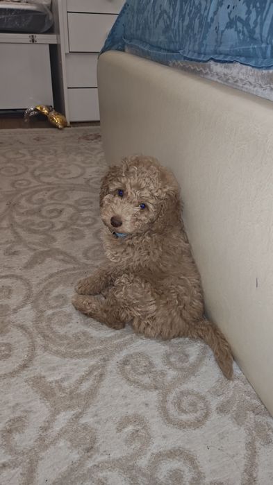 Мини пудел (той) момче