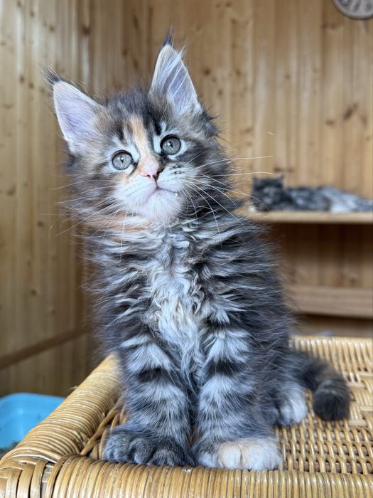 шикарные котята мейнкуны