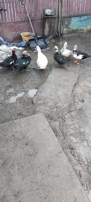 Rațe leşeşti tinere